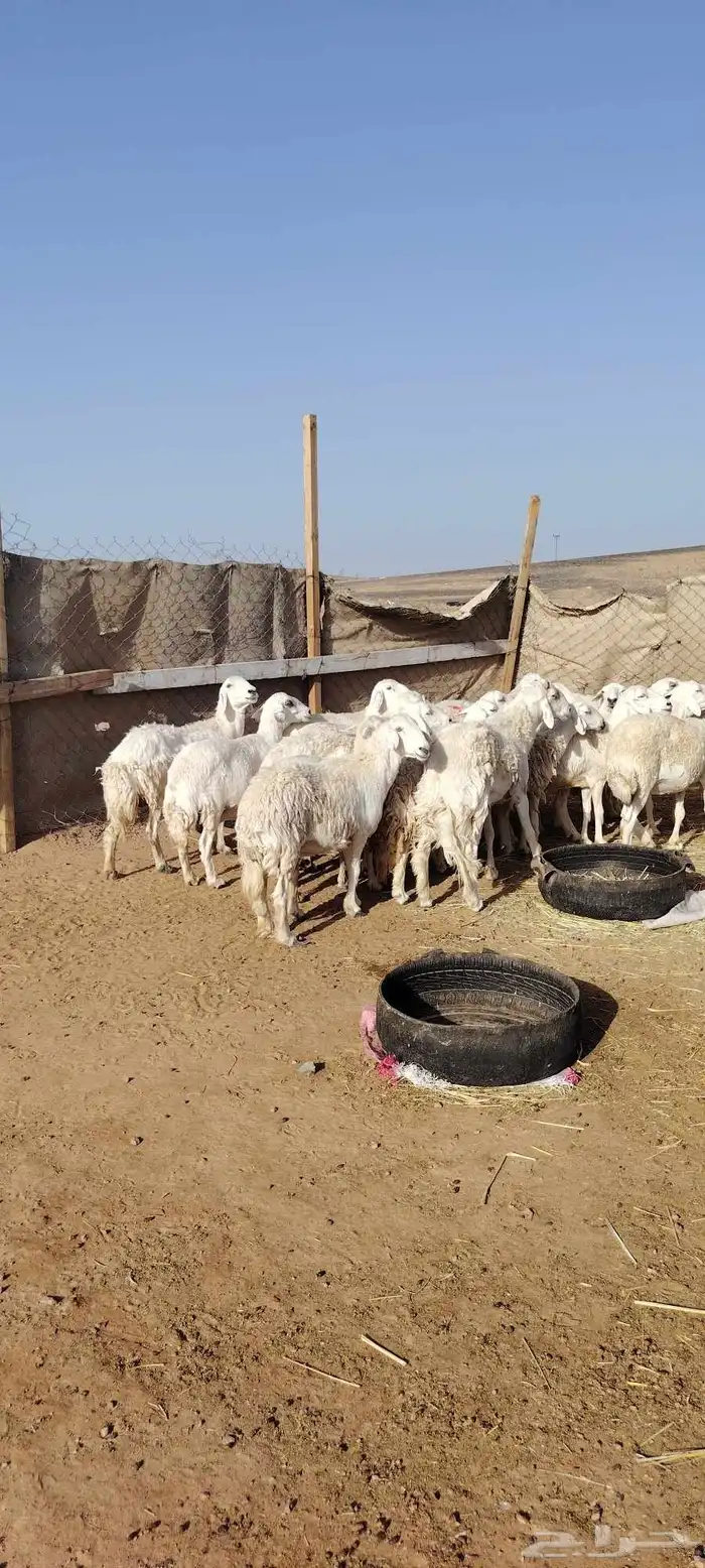 غنم حريه حرش طيبه 23 راس بالفحل رباع دفيع وضراب 0