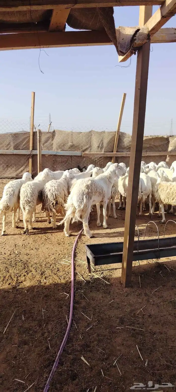 غنم حريه حرش طيبه 23 راس بالفحل رباع دفيع وضراب 2