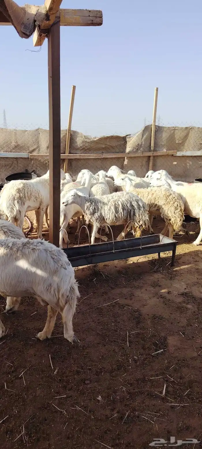 غنم حريه حرش طيبه 23 راس بالفحل رباع دفيع وضراب 5