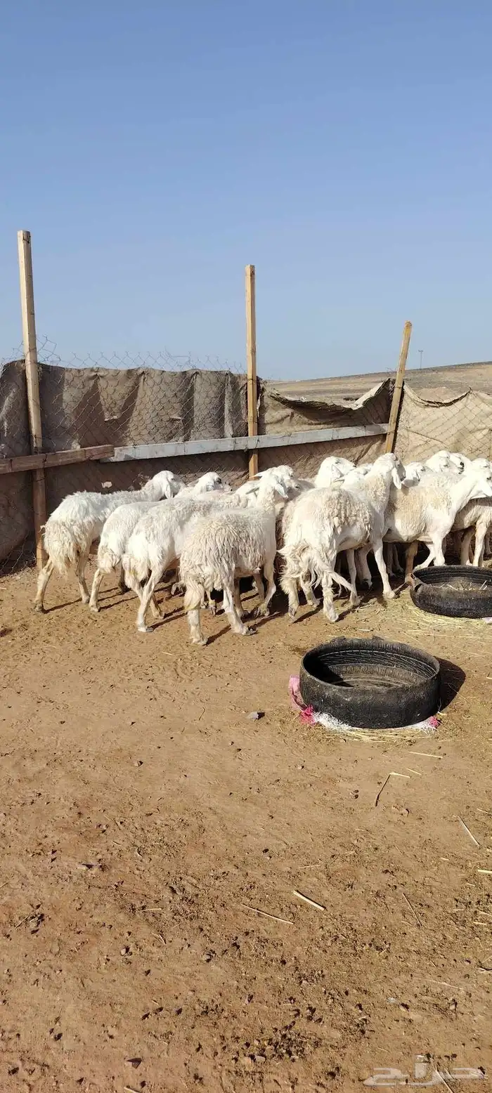 غنم حريه حرش طيبه 23 راس بالفحل رباع دفيع وضراب 3