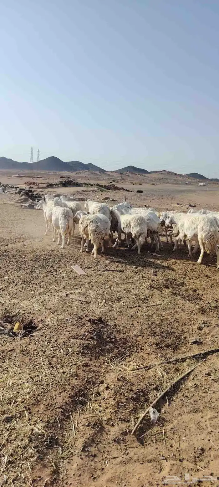غنم حريه حرش طيبه 23 راس بالفحل رباع دفيع وضراب 7