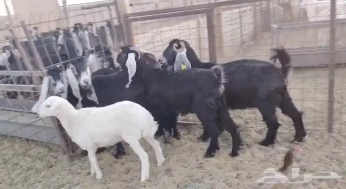 معزاء عوارض طيبه 2