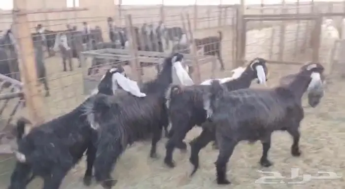 معزاء عوارض طيبه 1