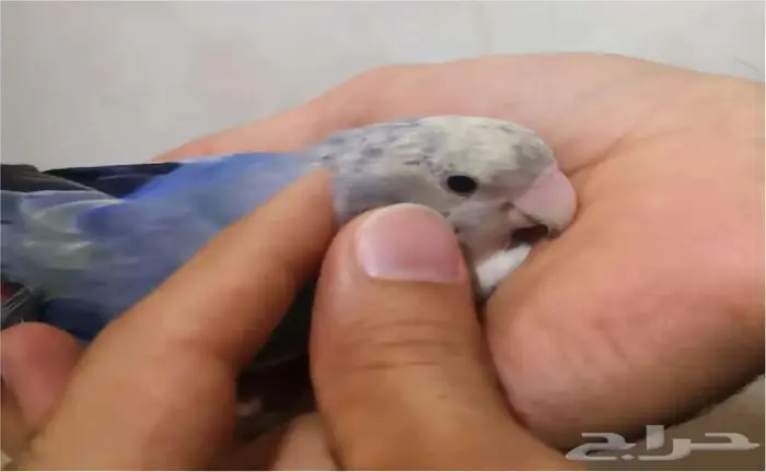 ببغاء روز 1