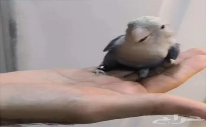 ببغاء روز 2