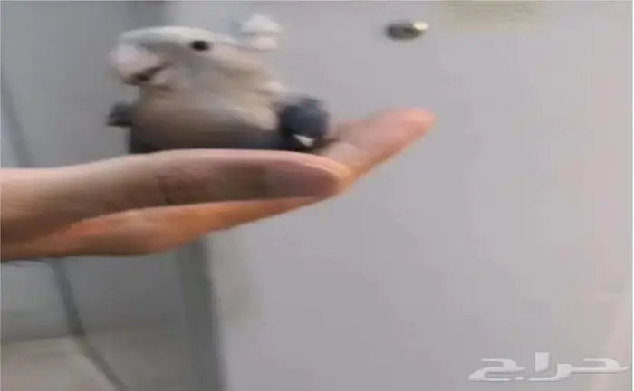 ببغاء روز 3