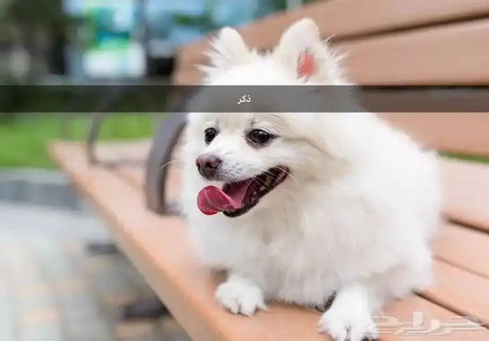 زوج كلاب منتج Pomeranian 2