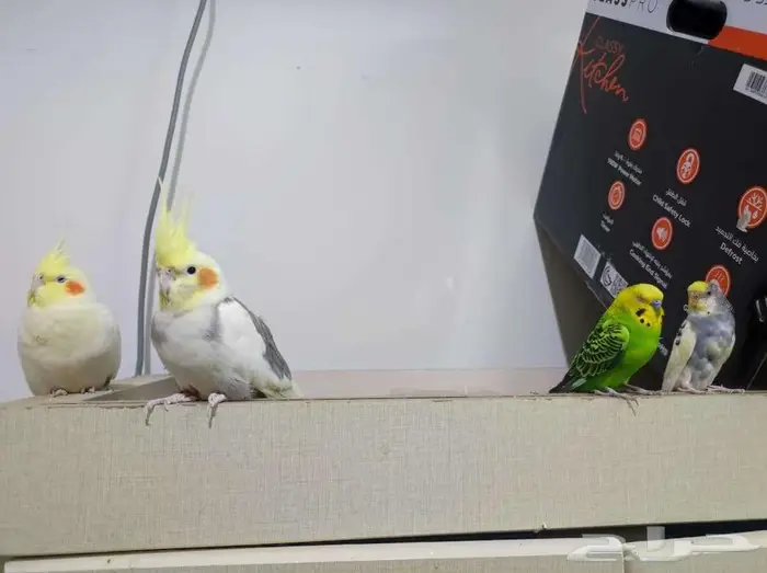 PARROTS Cockatiel (pair)   Budgie (pair) With Cage 5