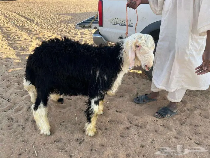 طليان نجد للبيع 0