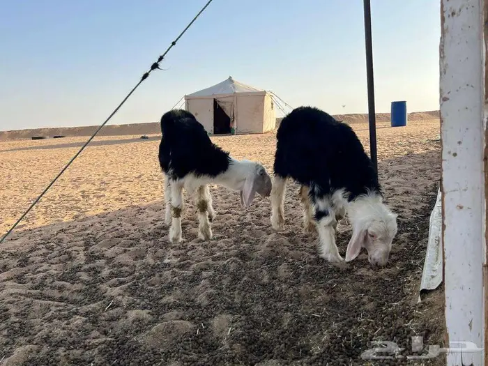 طليان نجد للبيع 1