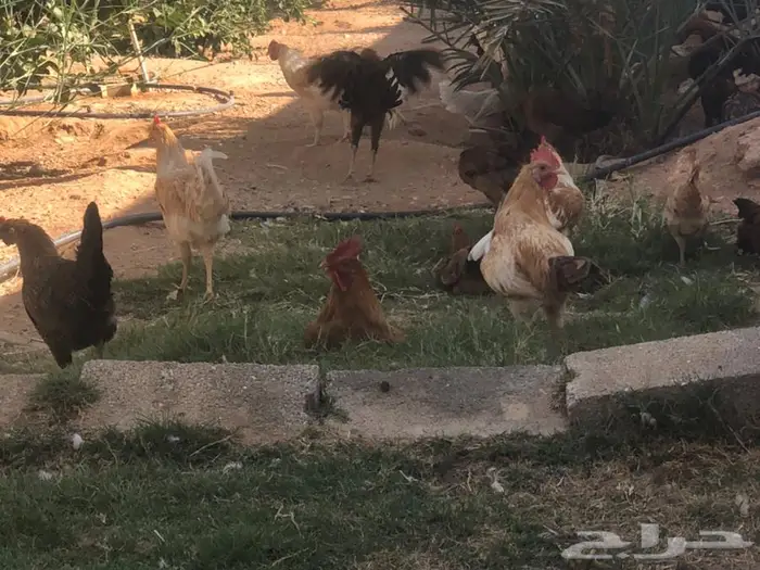 دجاج للبيع ما شاء الله 0