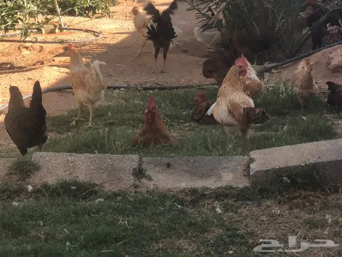 دجاج للبيع ما شاء الله 1