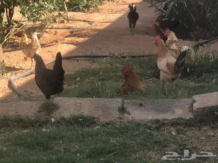دجاج للبيع ما شاء الله 2