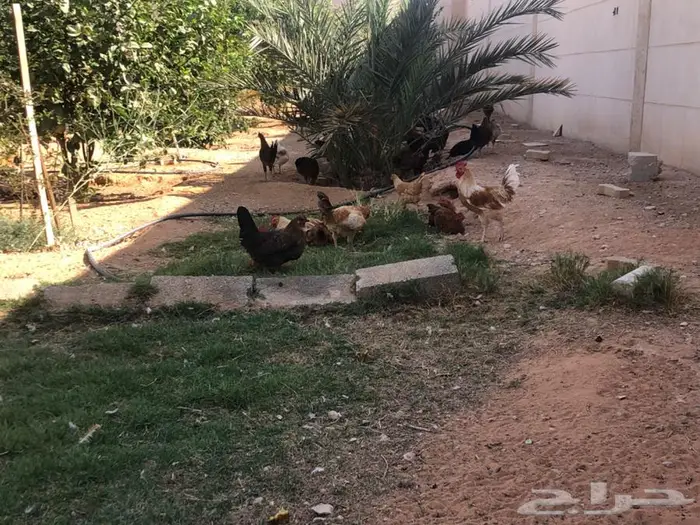 دجاج للبيع ما شاء الله 3