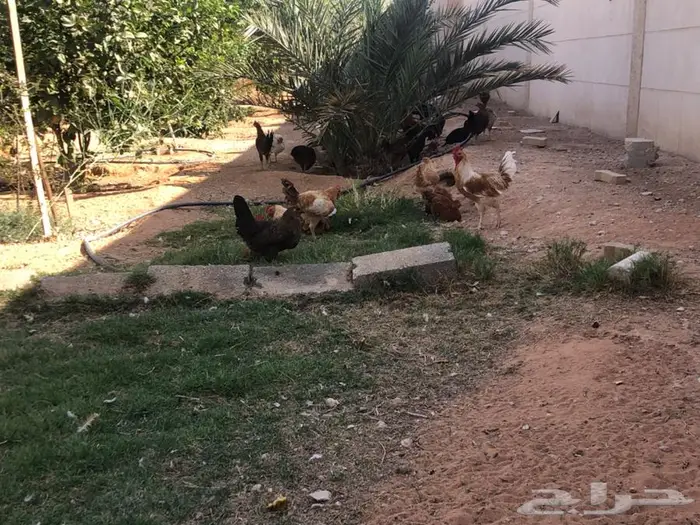 دجاج للبيع ما شاء الله 6