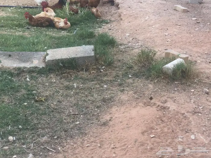 دجاج للبيع ما شاء الله 5