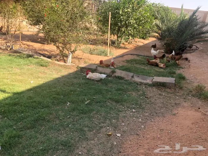 دجاج للبيع ما شاء الله 8