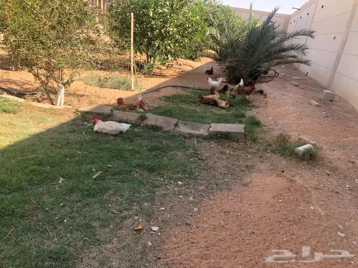 دجاج للبيع ما شاء الله 7