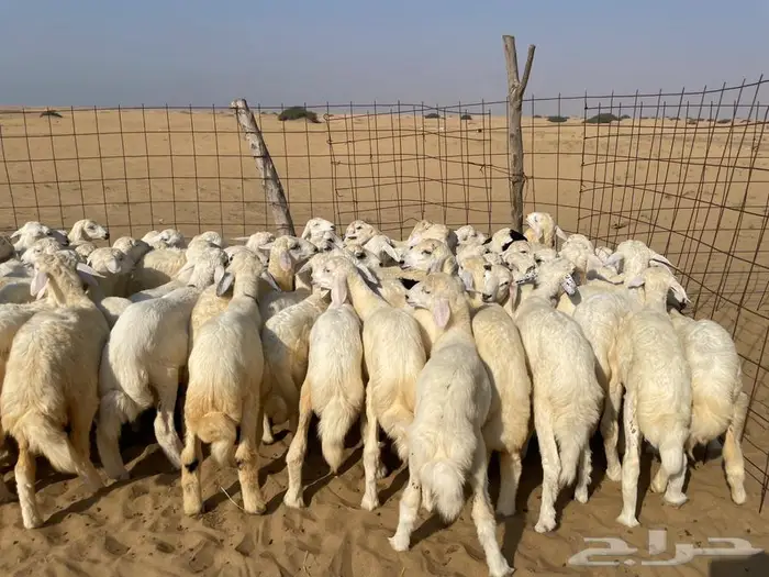 بهم حري عدد 110(تم البيع ). 0