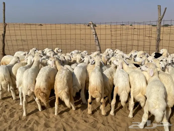 بهم حري عدد 110(تم البيع ). 3