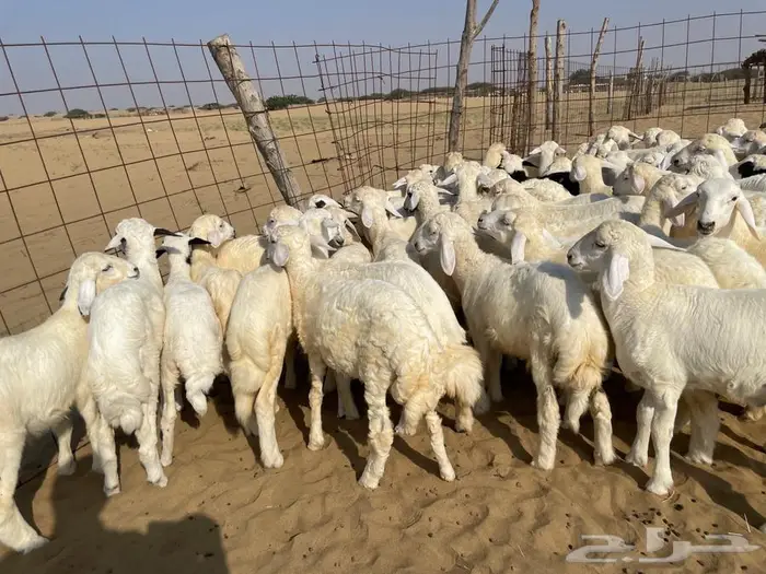 بهم حري عدد 110(تم البيع ). 1