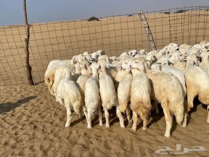 بهم حري عدد 110(تم البيع ). 2