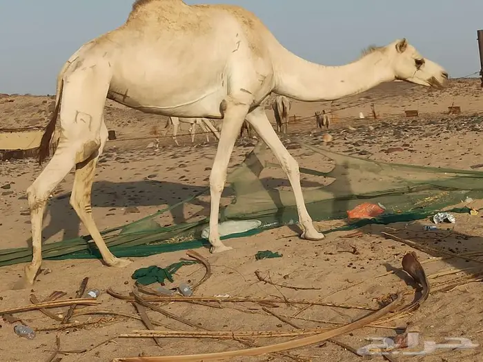 ناقه رحول للبيع 0