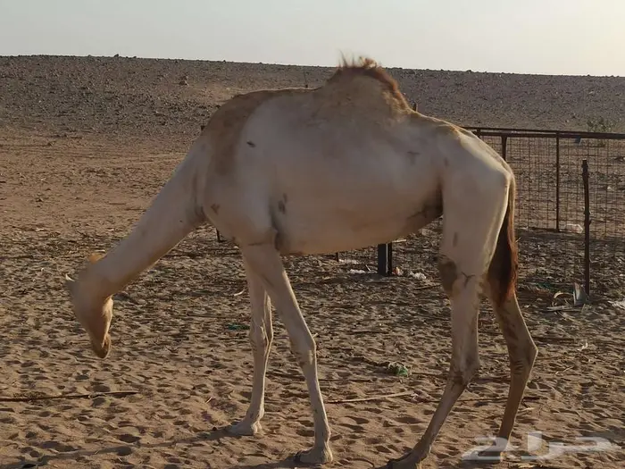 ناقه رحول للبيع 2