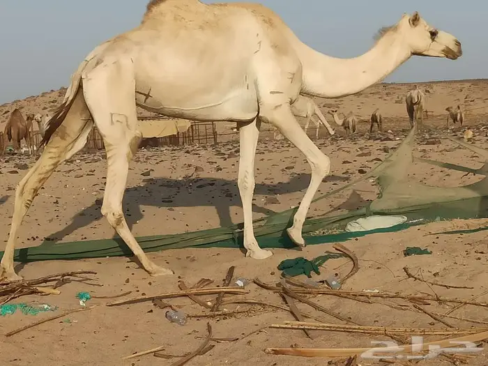 ناقه رحول للبيع 1