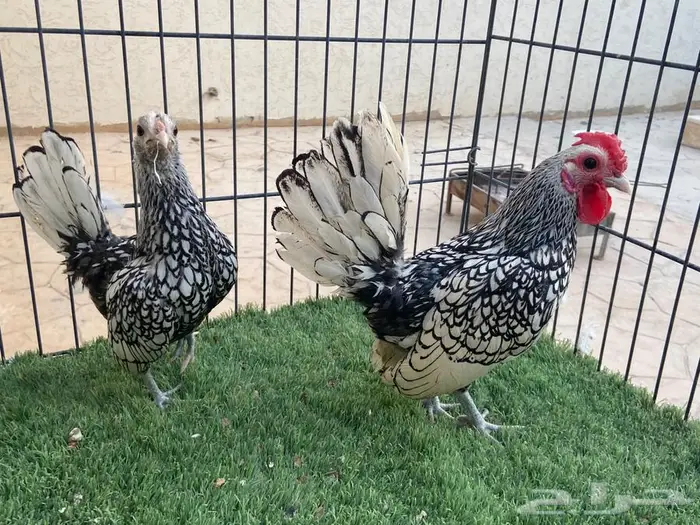 ديك ودجاجة سبرايت شبابي 0