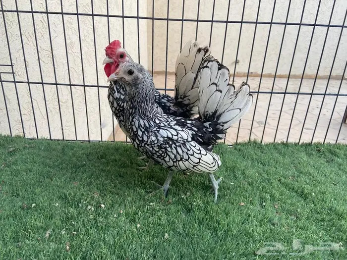 ديك ودجاجة سبرايت شبابي 1