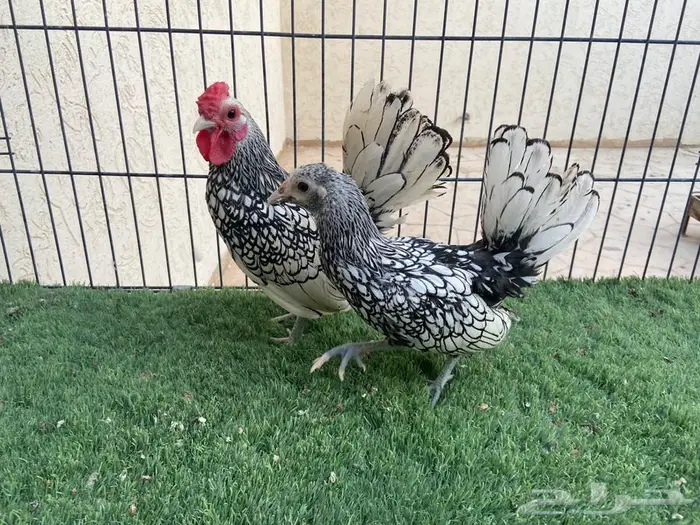 ديك ودجاجة سبرايت شبابي 2
