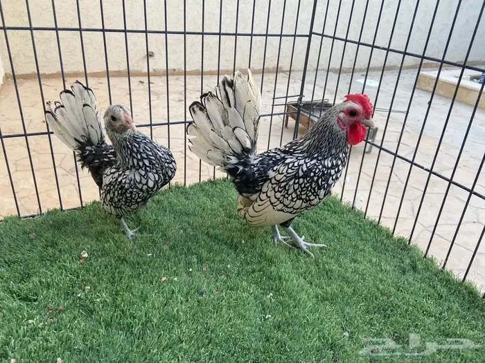 ديك ودجاجة سبرايت شبابي 3