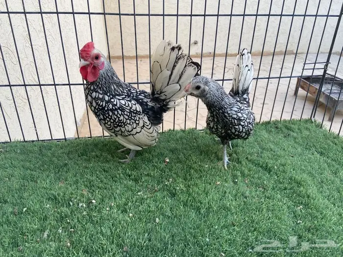 ديك ودجاجة سبرايت شبابي 5