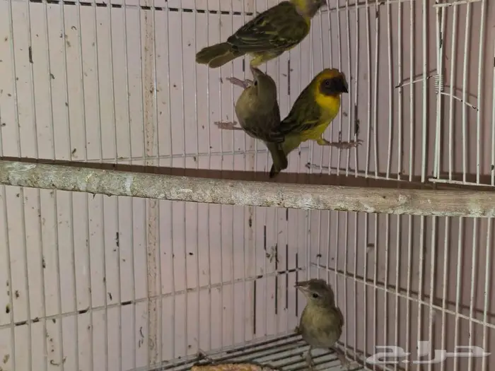 زوجين طيور الحائك 1