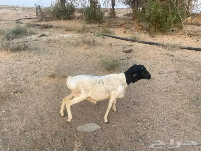 برابر مرابي 4 اشهر مغلق 2