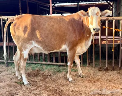 3 بقر مقاني index