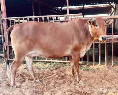 3 بقر مقاني index