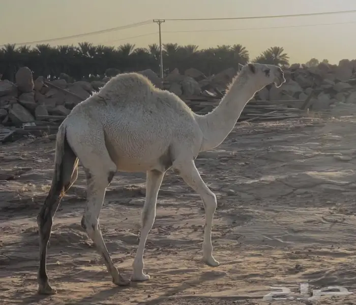 قعود اوضح تمامي 0