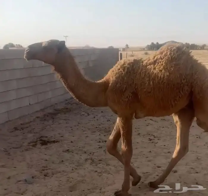 حاشي لباني 1