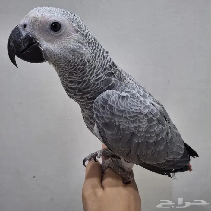 للبيع فرخ كاسكو هولندي 1