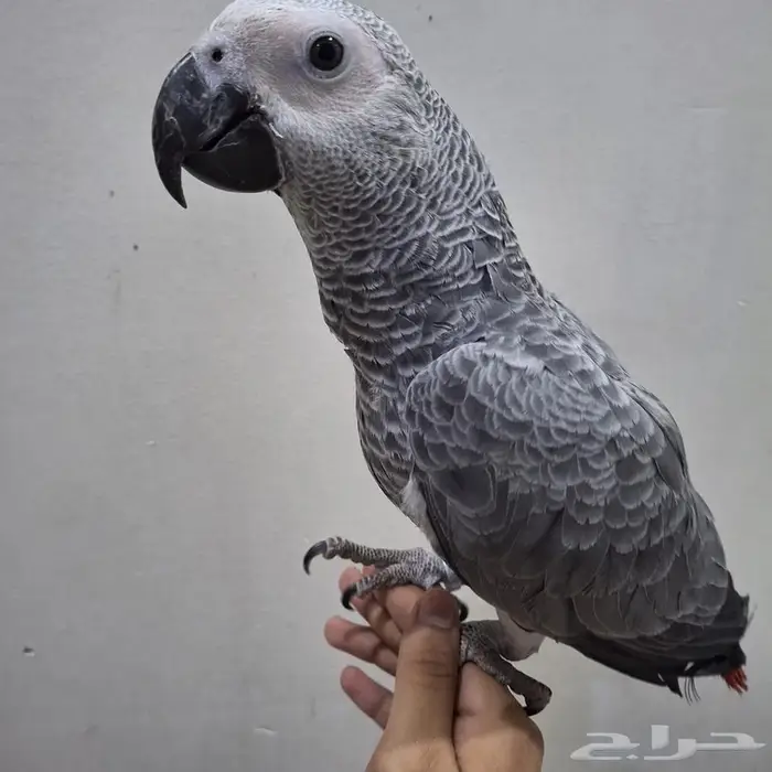 للبيع فرخ كاسكو هولندي 2