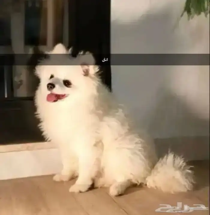 زوج كلاب منتج Pomeranian 0