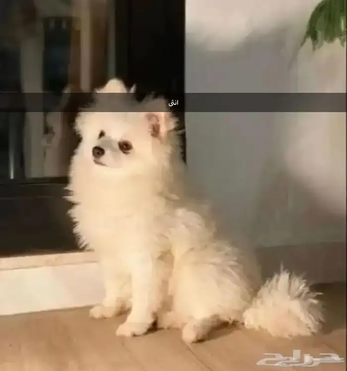 زوج كلاب منتج Pomeranian 1