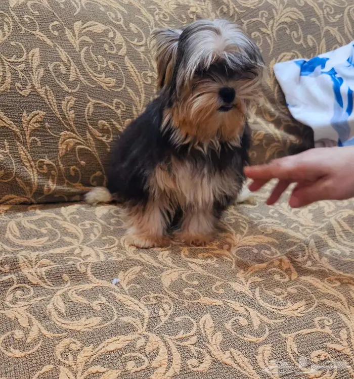 Yorkishaier يوركي شاير 17