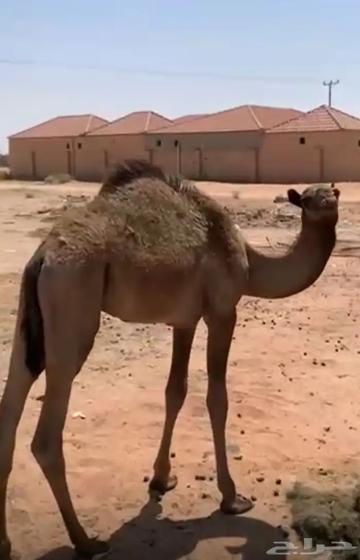 حاشي طيب لباني عمره 9 اشهر على حليب امه والبرسيم 2