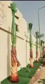 نخل وشنطن 3