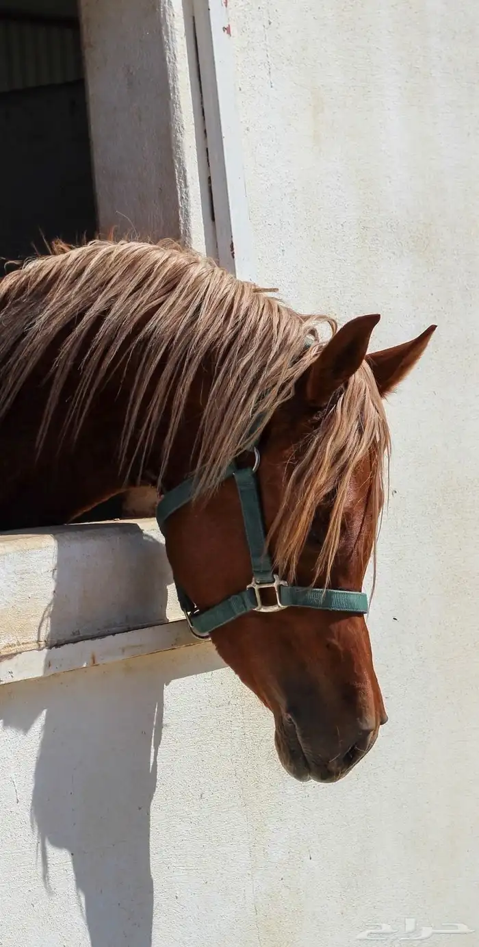عسف خيل -ايواء واهتمام بي الخيل التواصل واتساب 0
