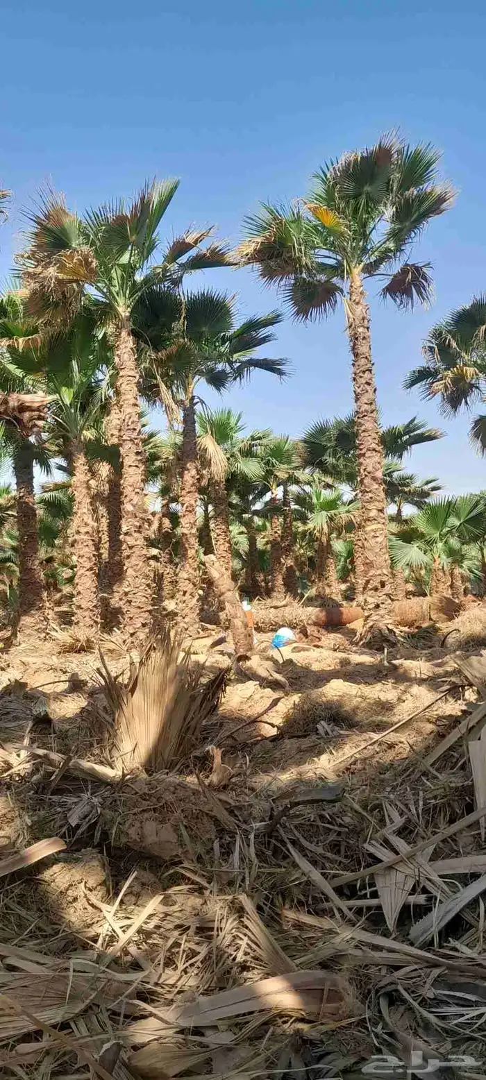 نخل واشنطونيا زينه نخل شنطوني 4