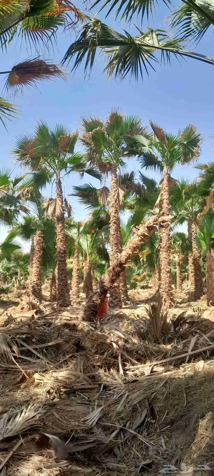 نخل واشنطونيا زينه نخل شنطوني 0